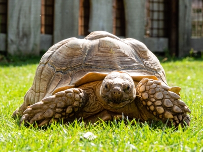 Afrikaanse sporenschildpad - De Zonnegloed - Dierenpark - Dieren opvangcentrum - Sanctuary